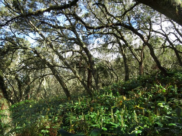 Les tamarinaies sont devenues inextricables à cause des longoses