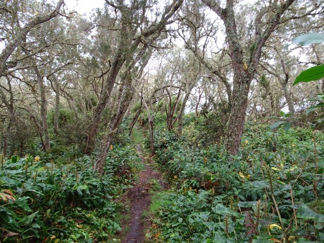 Traversée de belles tamarinaies