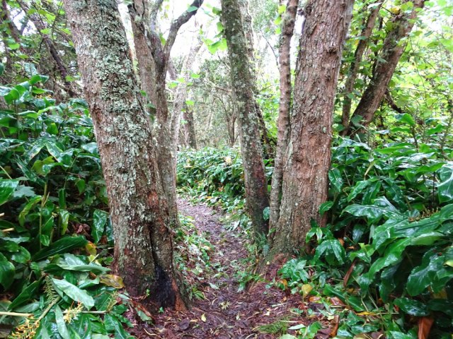 Les vététistes doivent bien viser entre les troncs