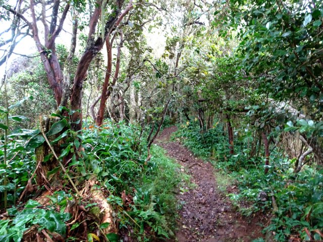 Quelques bois de couleurs en milieu de descente