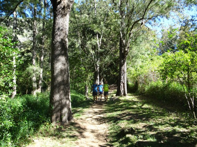 L'allée bordée de filaos à l'entrée d'Aurère