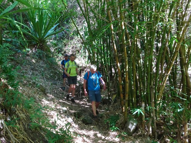 Les bambous du sentier du Bassin la Noix