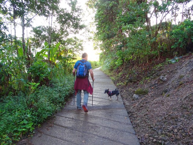 L'étroite piste bétonnée menant aux champs d'ananas