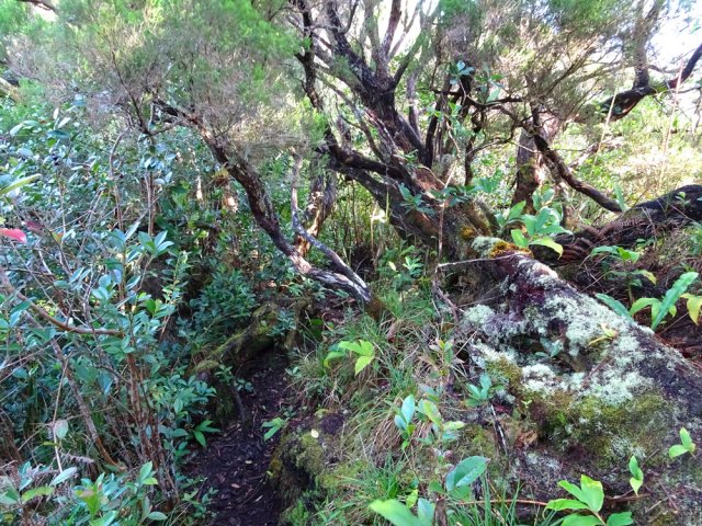 Quelques beaux pieds de branles verts centenaires