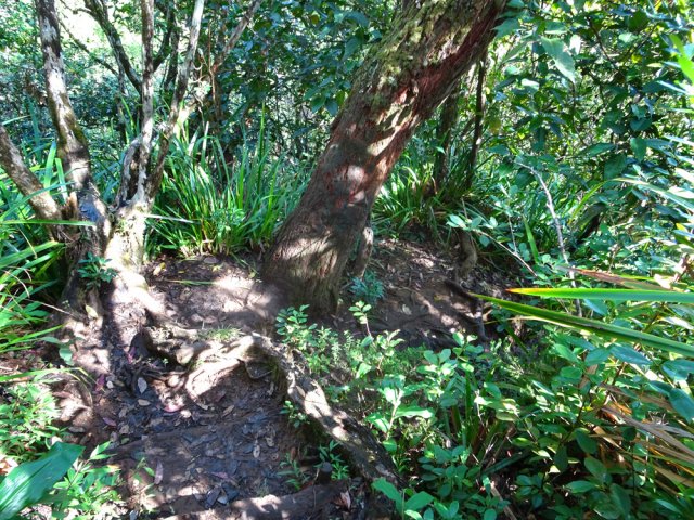 Descente parfois forte sur le sentier de la Ravine Blanche