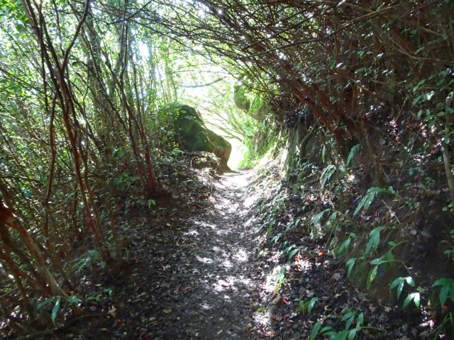 Agréable balade sous les goyaviers