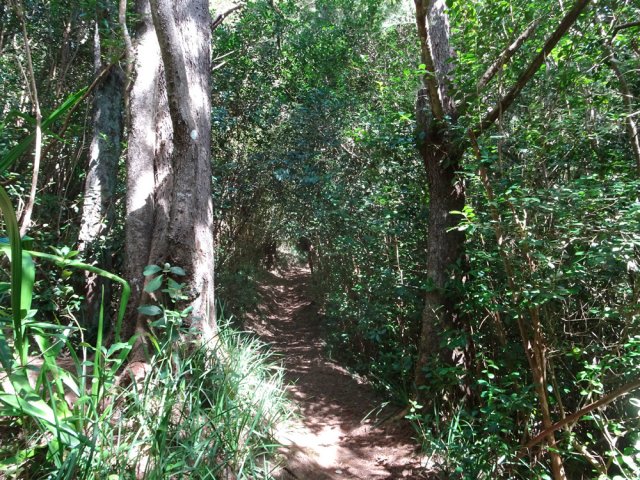 Quelques arbres ont résisté à l'invasion des goyaviers
