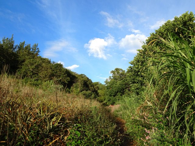 Le sentier, entre ananas et cannes fourragères