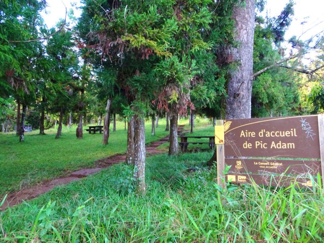 L'aire d'accueil du Pic Adam sous les cryptomerias