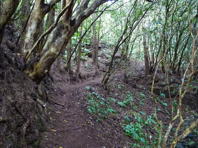 A cette altitude, ce sont surtout les jamrosats que l'on trouve