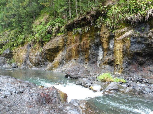 Pas une seule fleur jaune mais beaucoup de concrétions calcaires de la même couleur