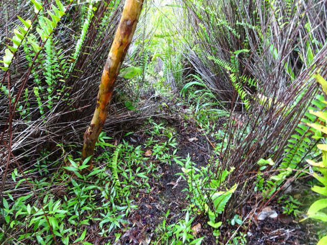 Certaines portions du sentier sont très bien conservées
