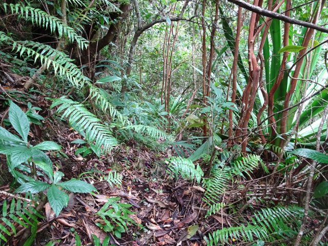 D'autres sont un peu plus envahies mais on ne perd jamais la trace