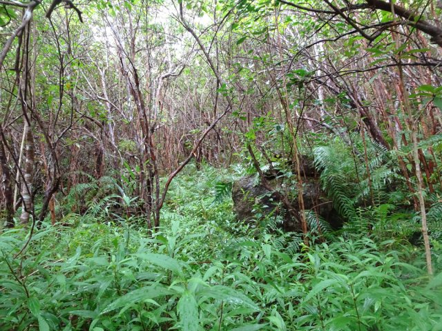 Ne pas hésiter à suivre d'autres traces pour aller vers les bambous