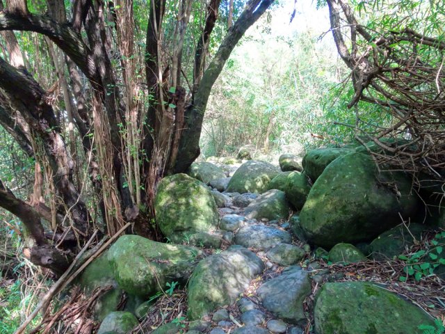 Une courte portion rocheuse et de gros poivriers
