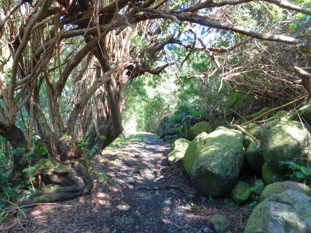 Nouveau poivrier dans les rochers