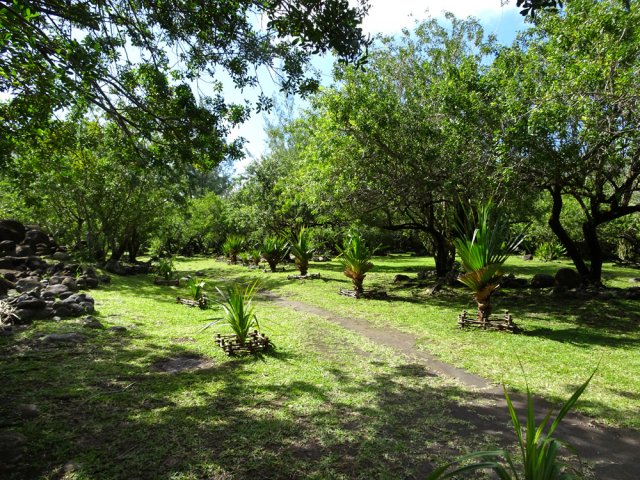 D'autres plantations qui grandiront très vite