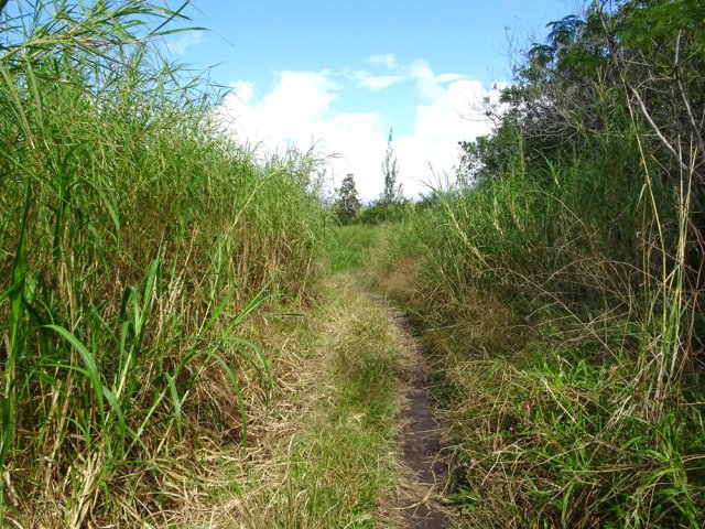 Le début du sentier non entretenu mais très roulant
