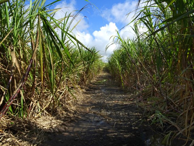 Emprunter quelques pistes dans les cannes pour rejoindre la route