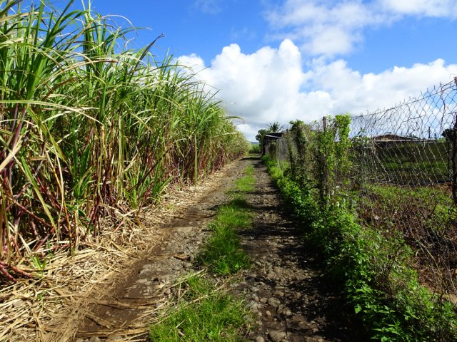 Piste caillouteuse entre canne et cultures