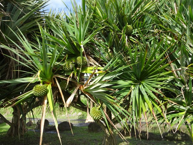 Beaucoup de fruits de pimpins mais pas de perroquets pour les dévorer