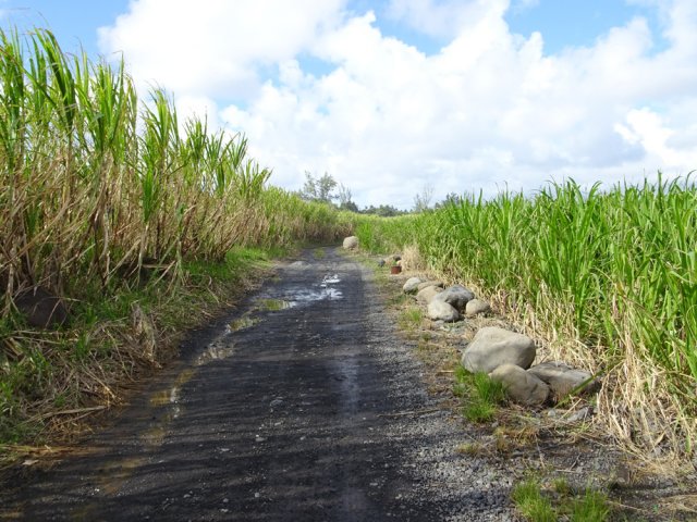 La pelouse est remplacée par des champs de canne