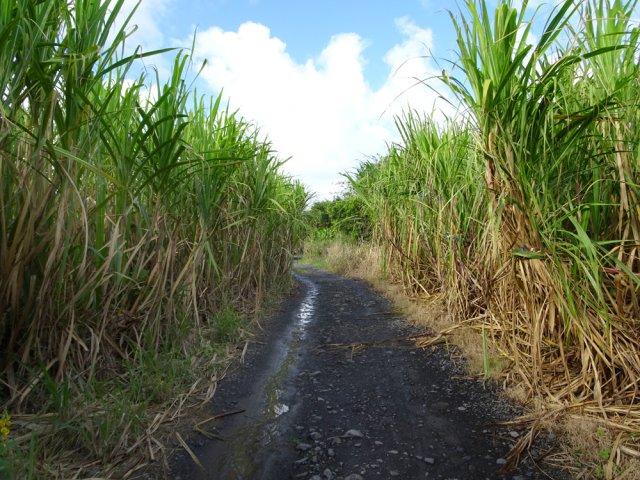 La large piste est plate jusqu'à la rivière du Mât