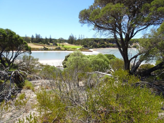 Chercher les quokkas dans la végétation