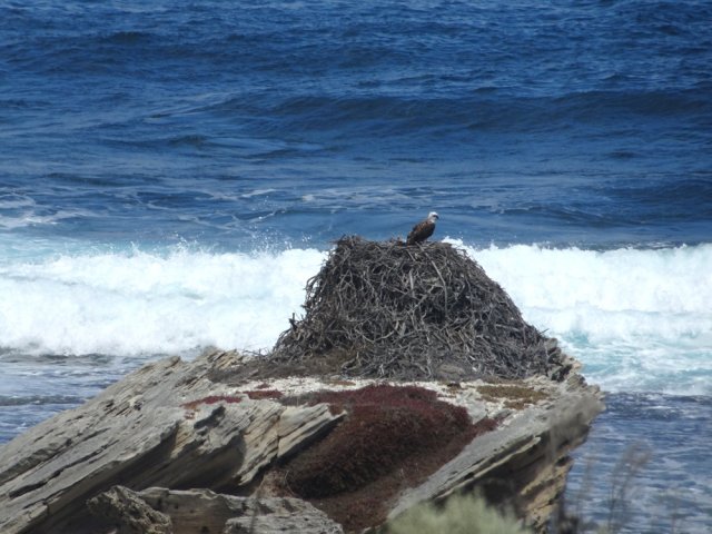 Enorme nid de rapace à deux pas des vagues