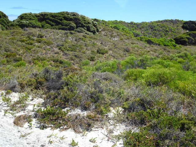 Une idée de la végétation dans une bonne partie de l'Île