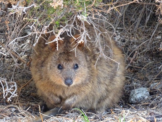 Encore un quokka cherchant l'ombre pour sommeiller