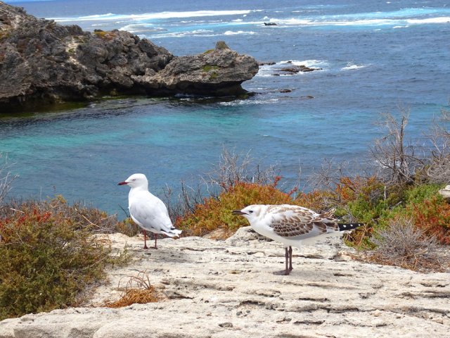 Jeune goéland réclamant sa pitance