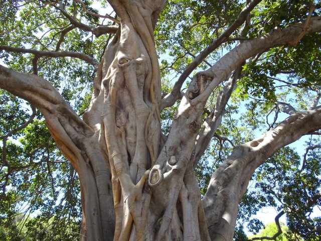 Un des rares grands arbres se trouve près du port