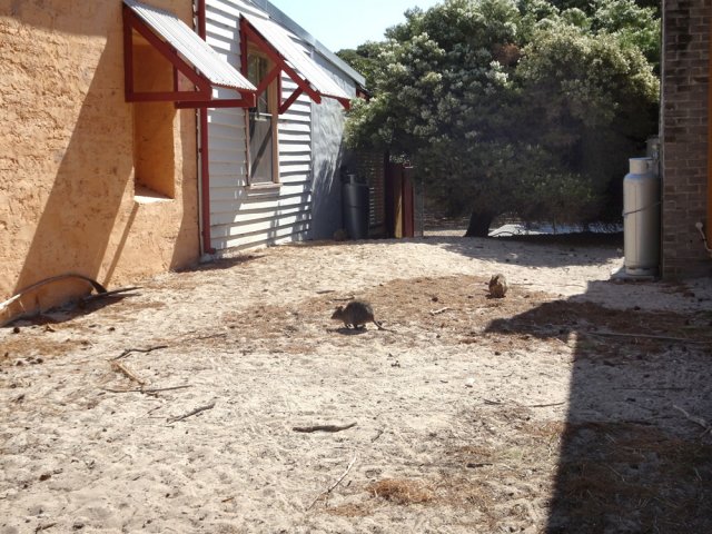 5 minutes après de débarquement, on rencontre les premiers quokkas