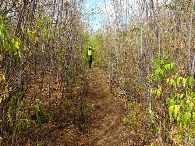 Le sentier vers la Ravine de Grand Etang est très bien entretenu par M. Nativel