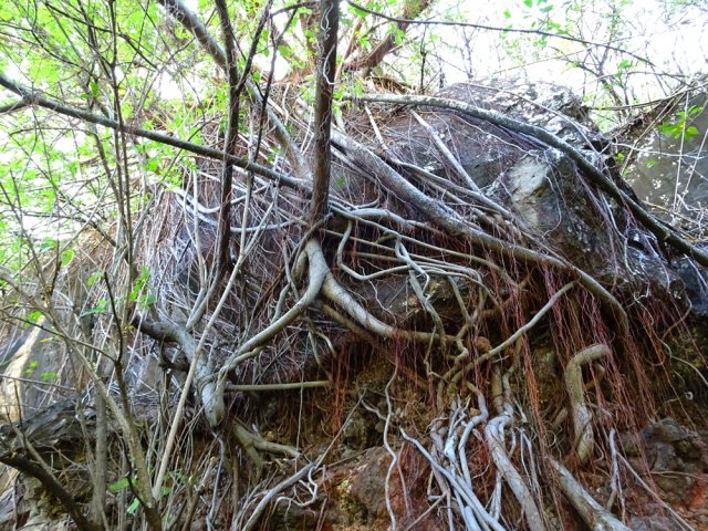 Un affouche dans la montée rocailleuse vers la Salette