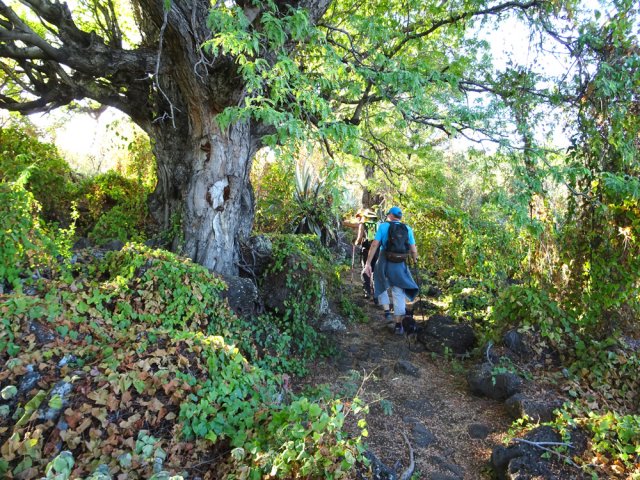 Le sentier Canal, bordé de très vieux tamarins des bas