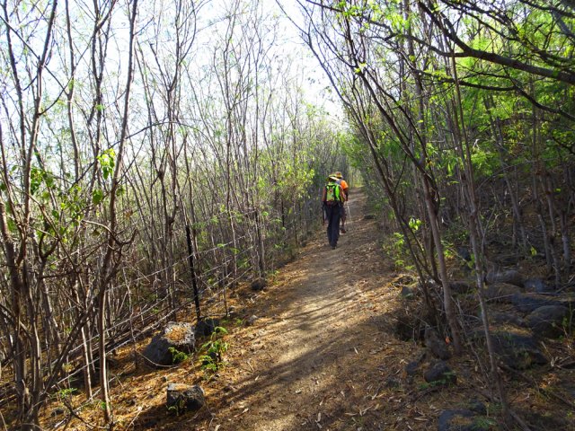 Le sentier parallèle à la Route des Tamarins