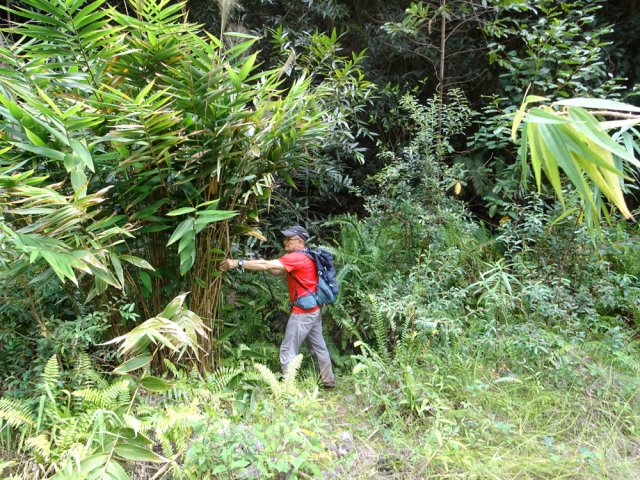 Le départ du sentier se trouve contre cette touffe de bambous balais
