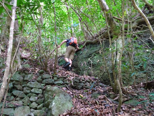 Le muret et la belle racine en tout début de montée