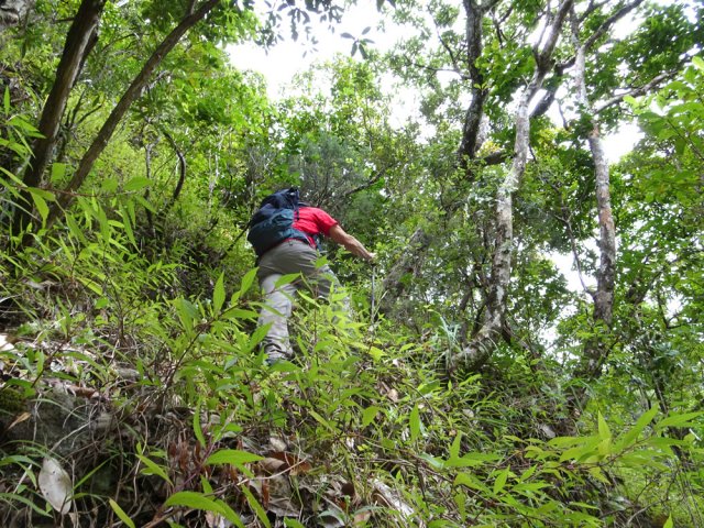 On ne trouve pas toujours des branches pour se retenir. Le bâton s'avère utile