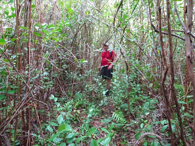 Une bonne partie du plateau est couverte de goyaviers