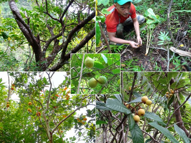 Des plantations il ne reste que manguiers, oranger, citronnier, bibasses et curcuma