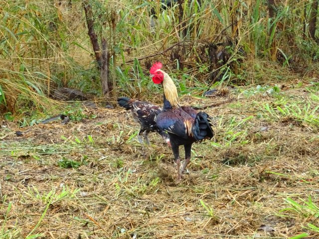 On rencontre des coqs un peu partout
