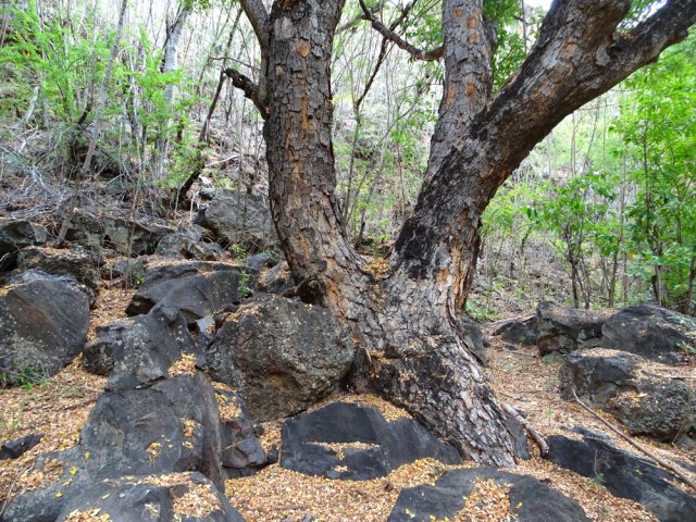 Le terrain en rive gauche du large fond de ravine