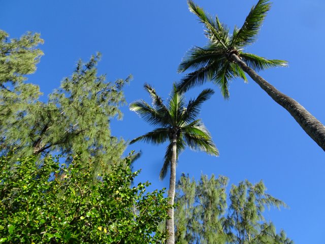 Beaucoup de cocotiers et quelques filaos dans le parc