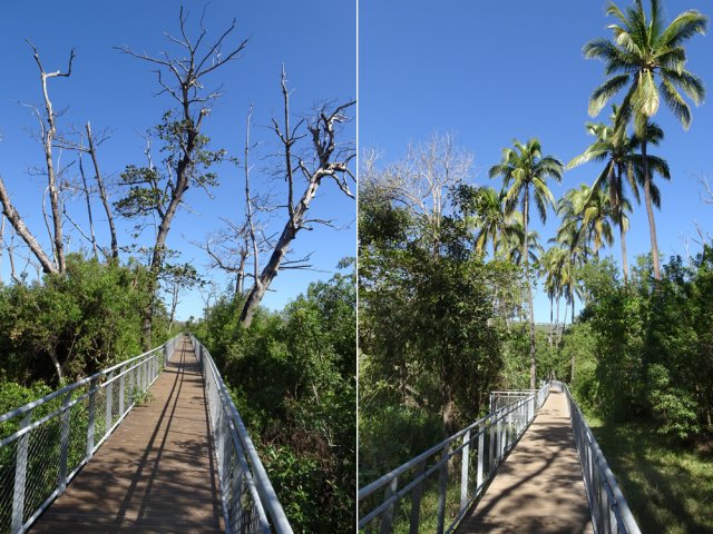 Balade en hauteur entre arbres morts et hauts cocotiers