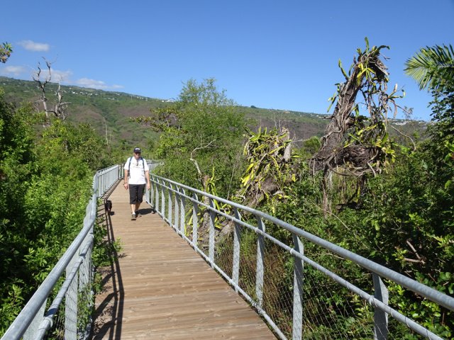 L'arbre mort aux cactus vieillit tranquillement