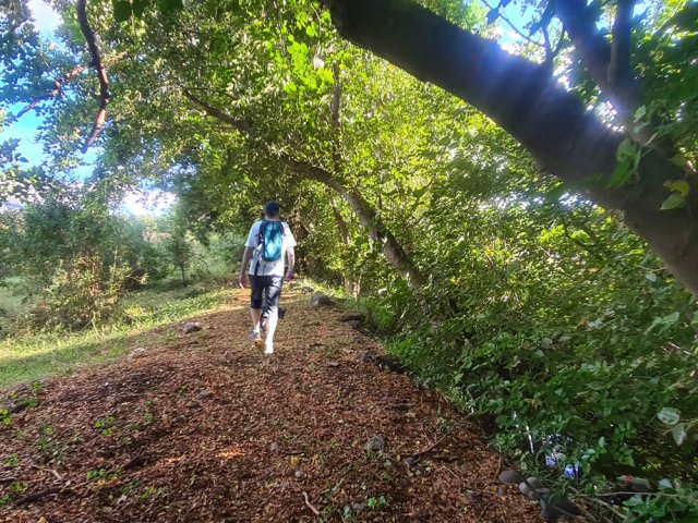 Longer le canal sous les arbres penchés