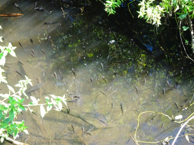 Rester silencieux pour regarder les tilapias qui peuvent être très nombreux